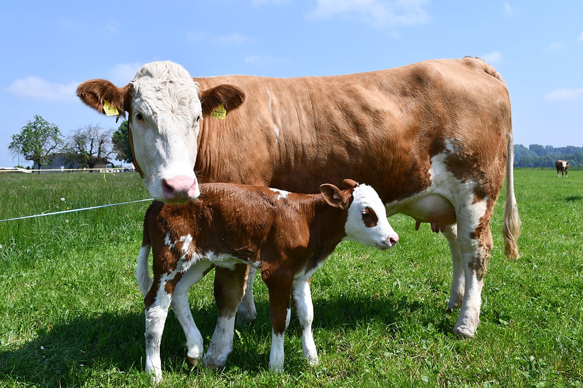 Projet pilote avec Vache mère Suisse : réduire les charges de contrôle pour les exploitations agricoles